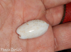 Oliva bulbosa