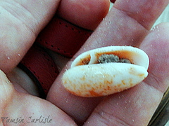 Oliva bulbosa