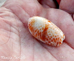 Oliva bulbosa