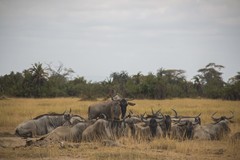 Connochaetes taurinus albojubatus