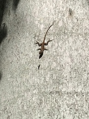 Anolis sagrei