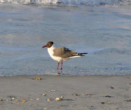Laughing Gull photographed in North Carolina