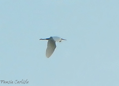 Ardea alba