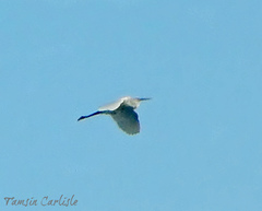 Ardea alba