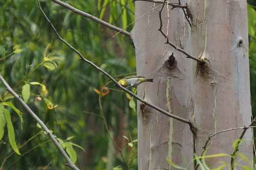 Swinhoe's White-eye