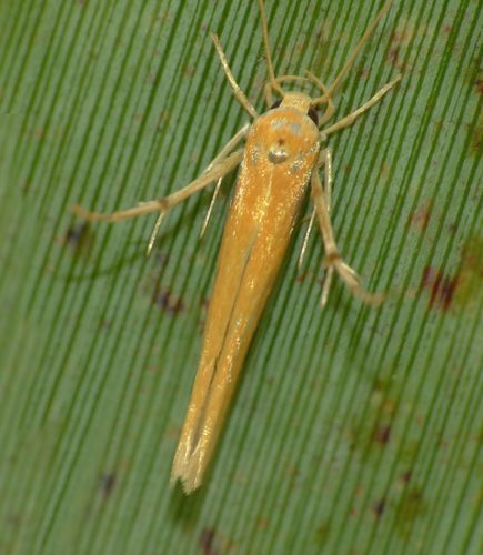 Stathmopodidae