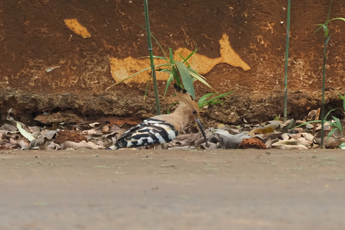 Common Hoopoe