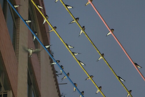 Barn Swallow