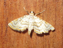 Neurophyseta