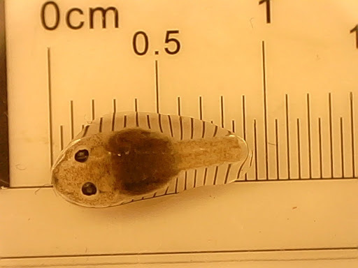 Philippine Guardian Frog