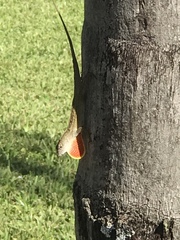 Anolis sagrei