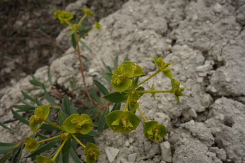 Euphorbia glareosa