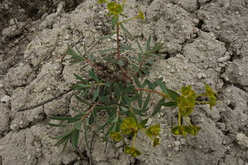 Euphorbia glareosa, photograph 1