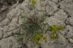 Euphorbia glareosa, photograph Aleksei Baushev, CC BY, iNaturalist via GBIF