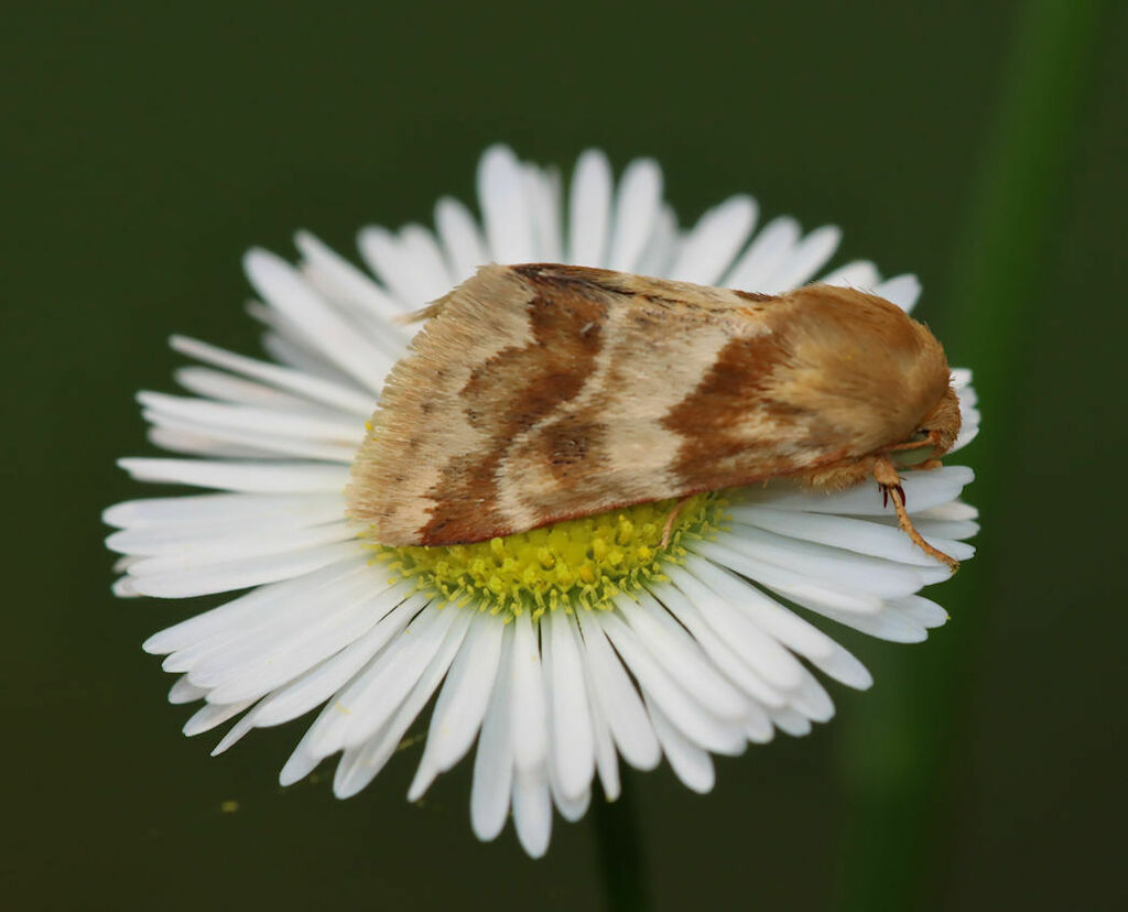 Erigeron Flower Moth