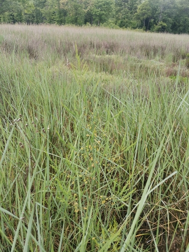Asparagus maritimus, photograph 1