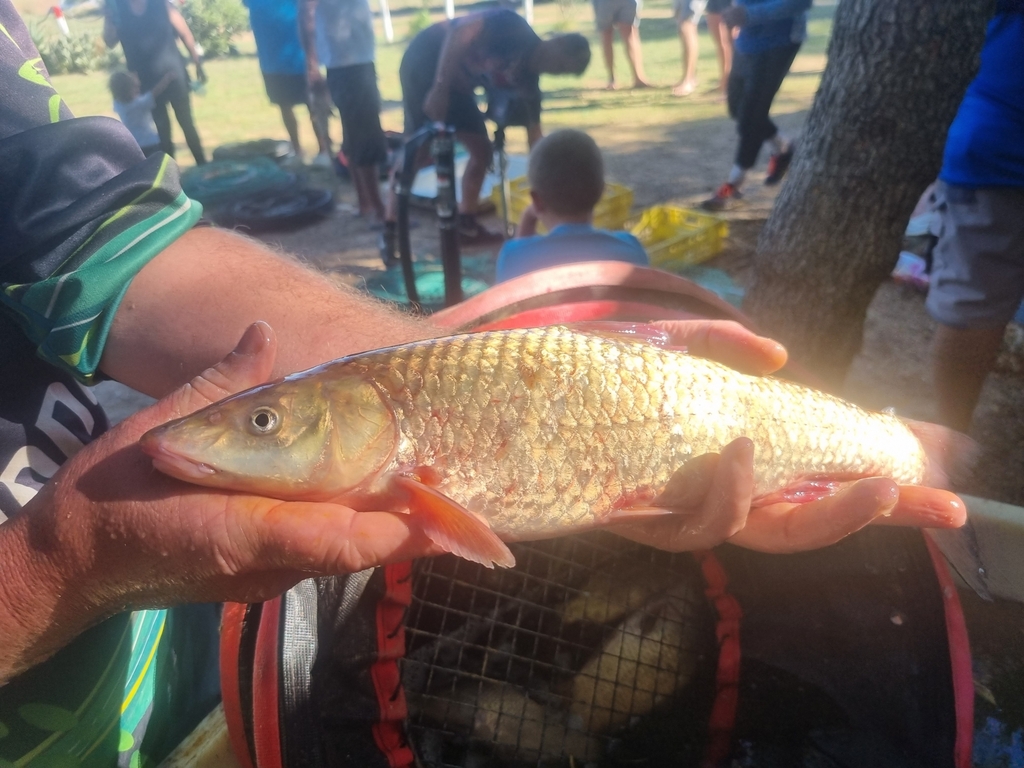 Cape Whitefish