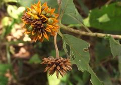 Tilesia baccata