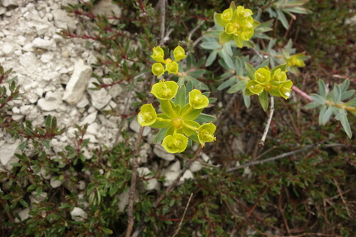 Euphorbia glareosa, photograph 5