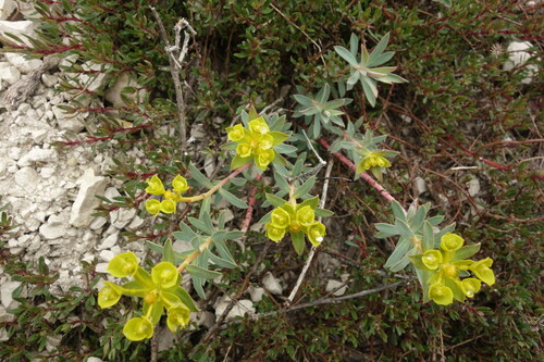 Euphorbia glareosa, photograph 6