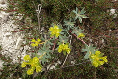 Euphorbia glareosa, photograph Aleksei Baushev, CC BY, iNaturalist via GBIF