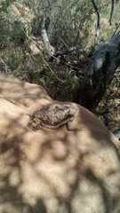 Phrynosoma