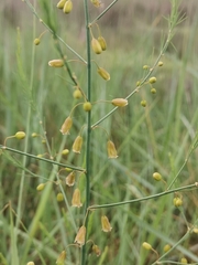 (c) Ljaž, some rights reserved (CC BY) Asparagus maritimus, photograph (c) Ljaž, some rights reserved (CC BY)