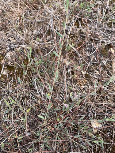 Polygonum romanum