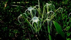 Hymenocallis caribaea