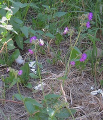 Mirabilis oxybaphoides