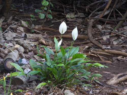 Spathiphyllum wallisii observed 2023-04-14
