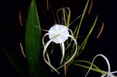 Hymenocallis caribaea