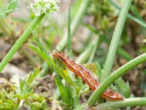 Mouse-colored Tiger Moth photo 2