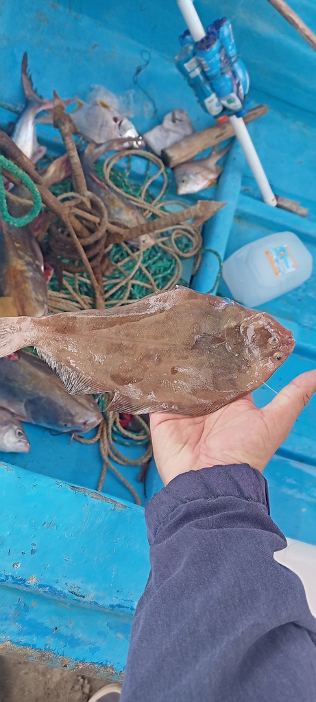 Oval Flounder