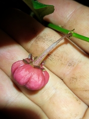 Breynia cernua (Breynia macrantha)