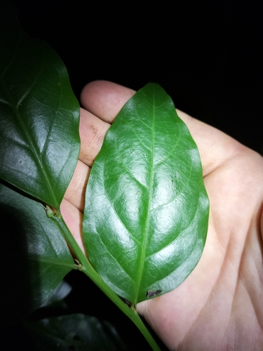 Breynia macrantha, photograph 6