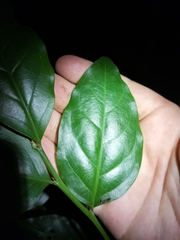 Breynia macrantha, photograph Matt B, CC BY, iNaturalist via GBIF