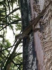 Anolis sagrei