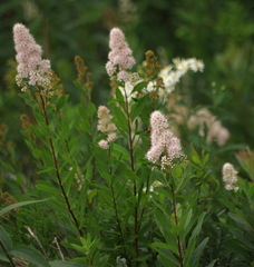 Spiraea alba alba