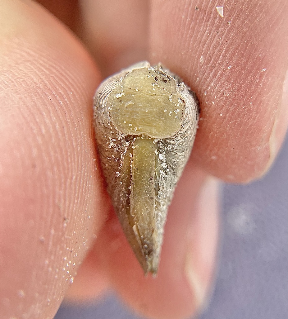 Striate Piddock