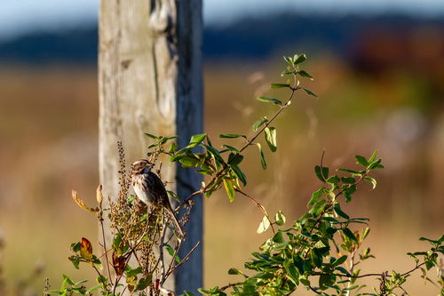 Song Sparrow photographed in North Carolina