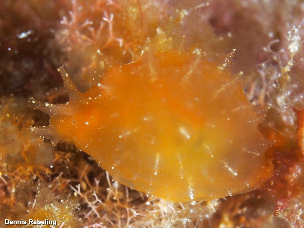 Notarchus punctatus