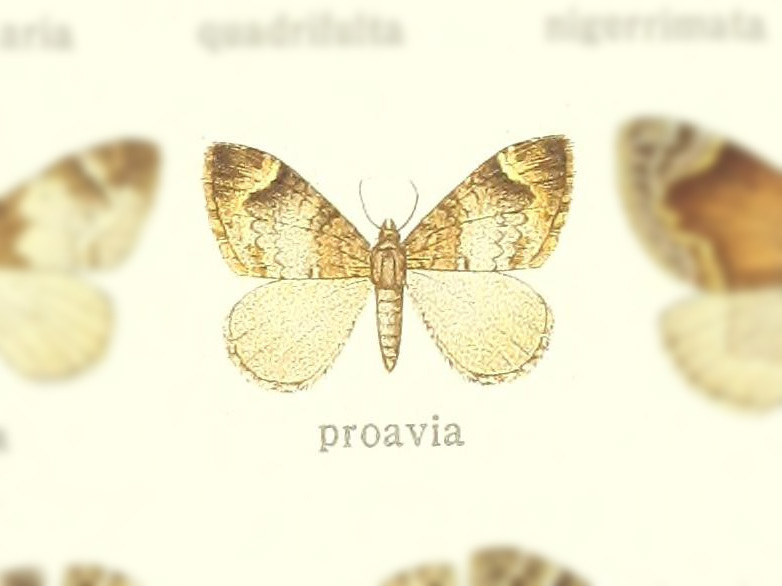 Dysstroma proavia