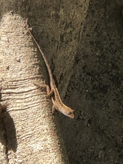Anolis sagrei