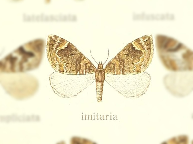 Dysstroma imitaria