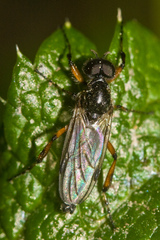 Bibio xanthopus