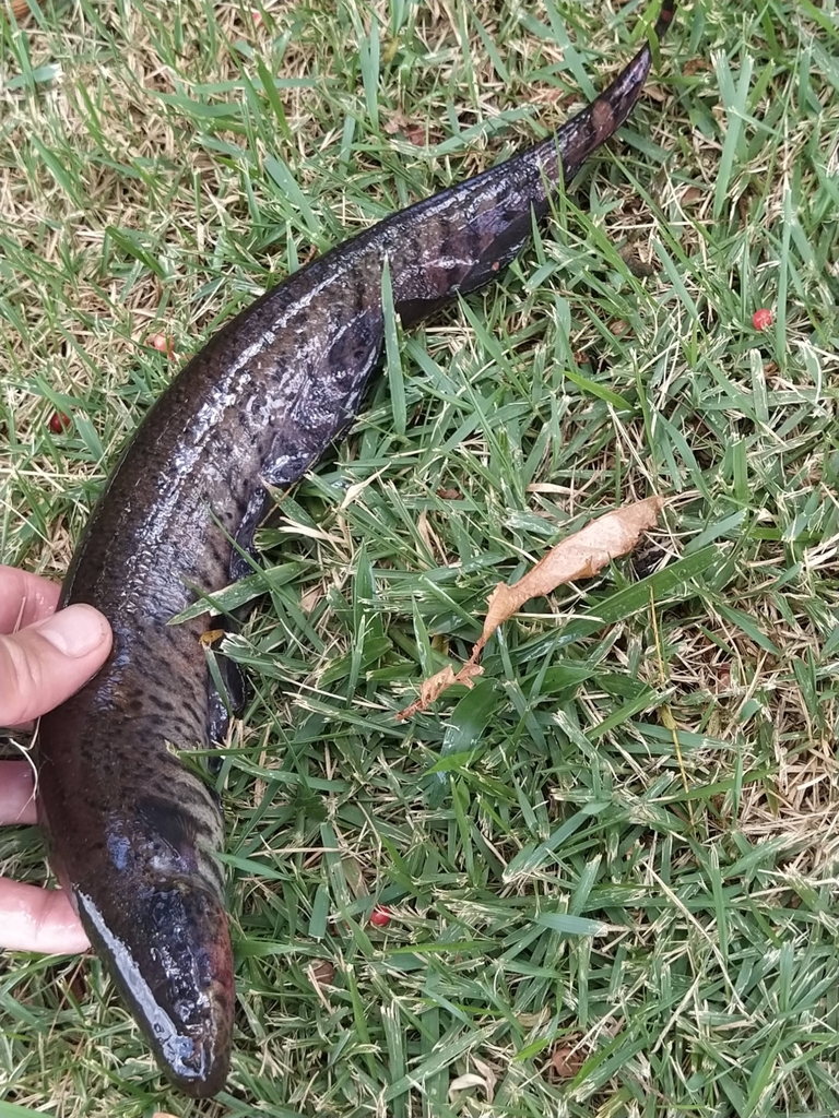 banded knifefish