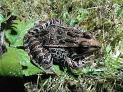 Lithobates neovolcanicus