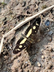 Castilia