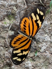 Heliconiini